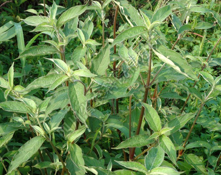 土牛膝病害图片