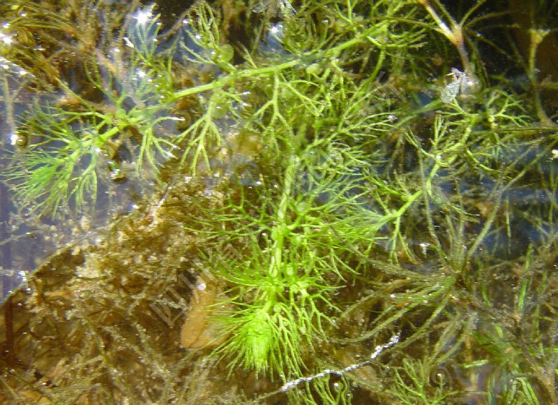 黄花狸藻病害图片