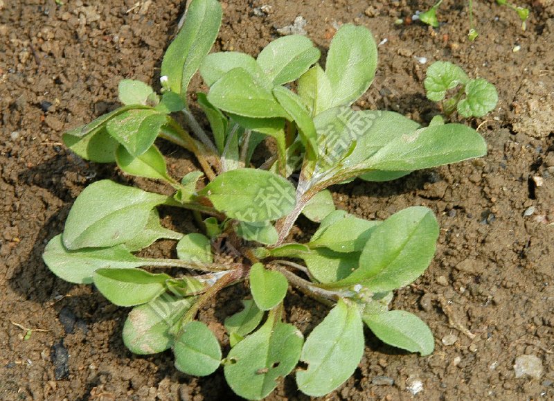 附地菜病害图片