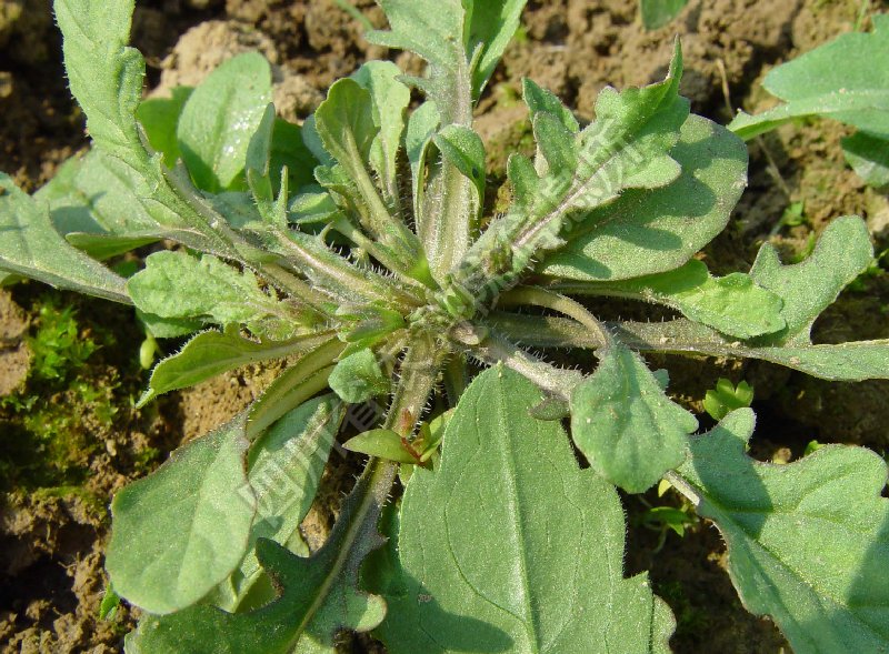 野塘蒿病害图片