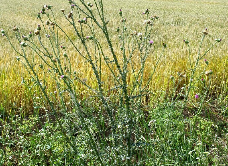 丝毛飞廉病害图片