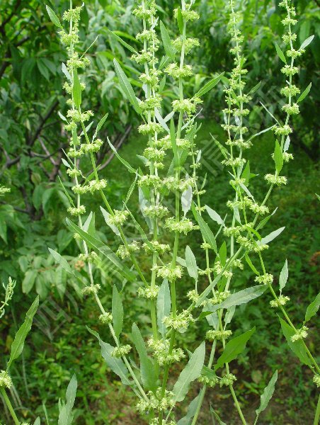 尼泊尔酸模病害图片