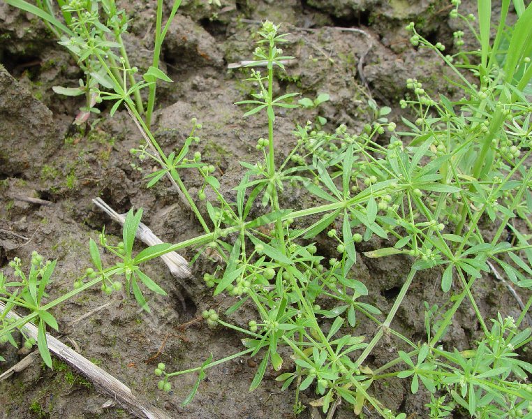 麦仁珠病害图片