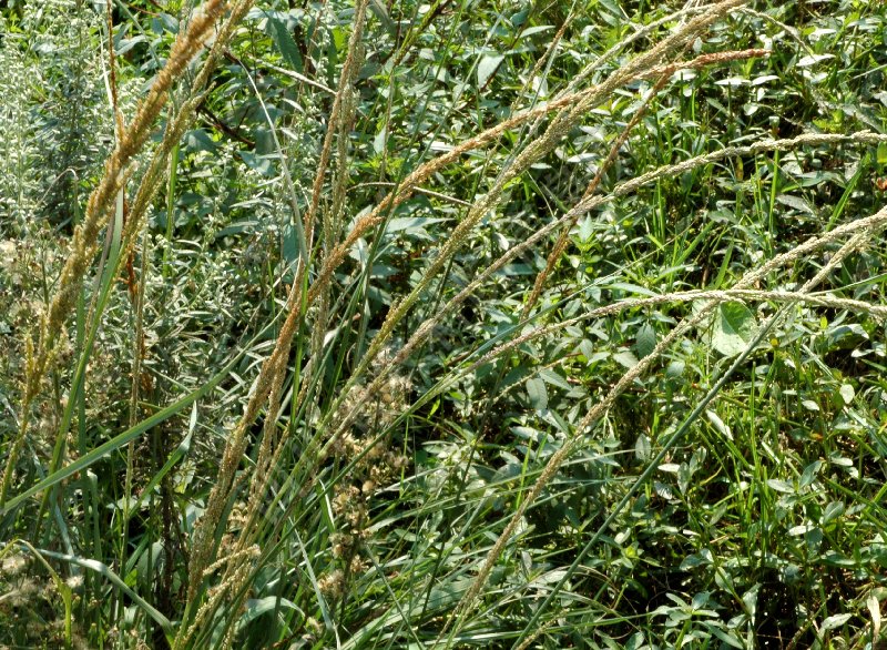 鼠尾粟病害图片