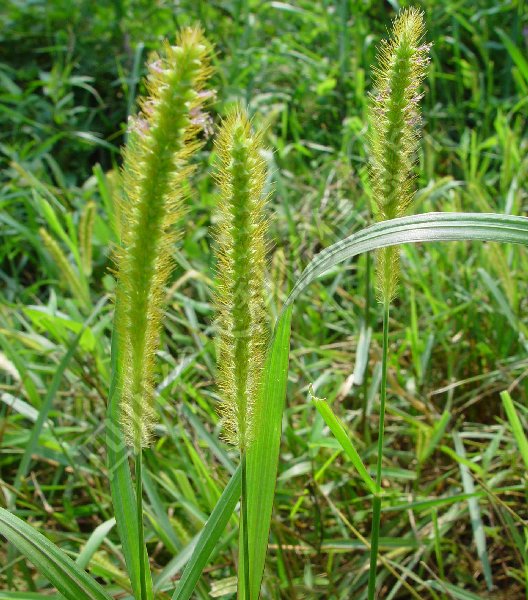 金色狗尾草病害图片