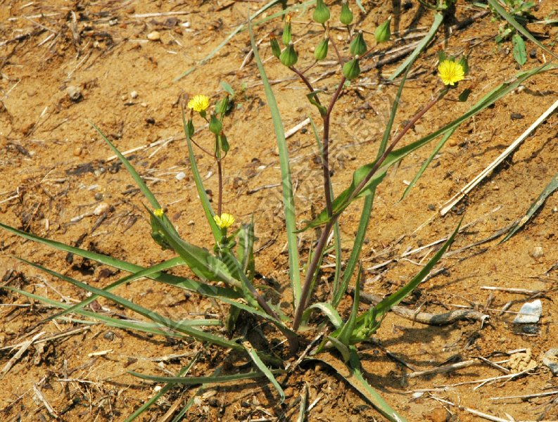 细叶黄鹌菜病害图片