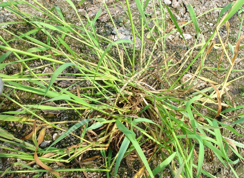 棒头草病害图片