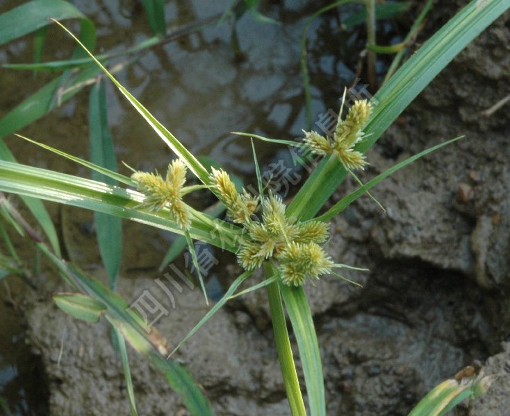 砖子苗病害图片