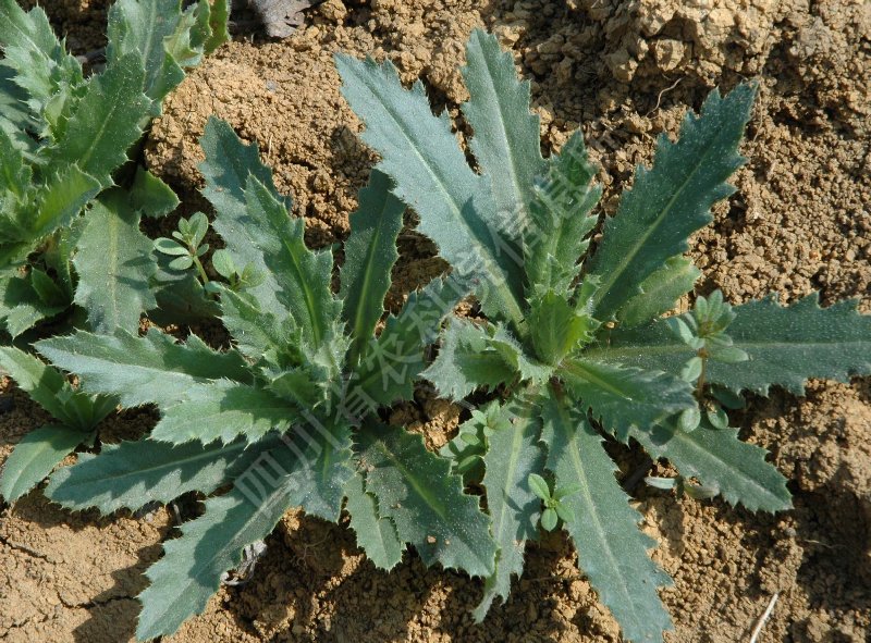 刺儿菜病害图片