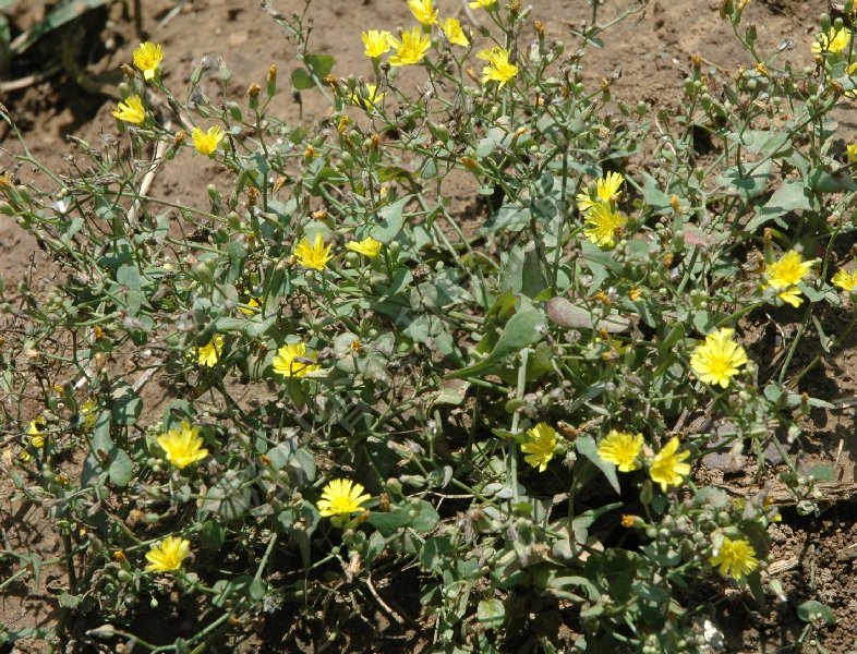 抱茎苦荬菜病害图片