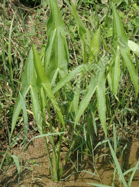 野慈姑病害图片