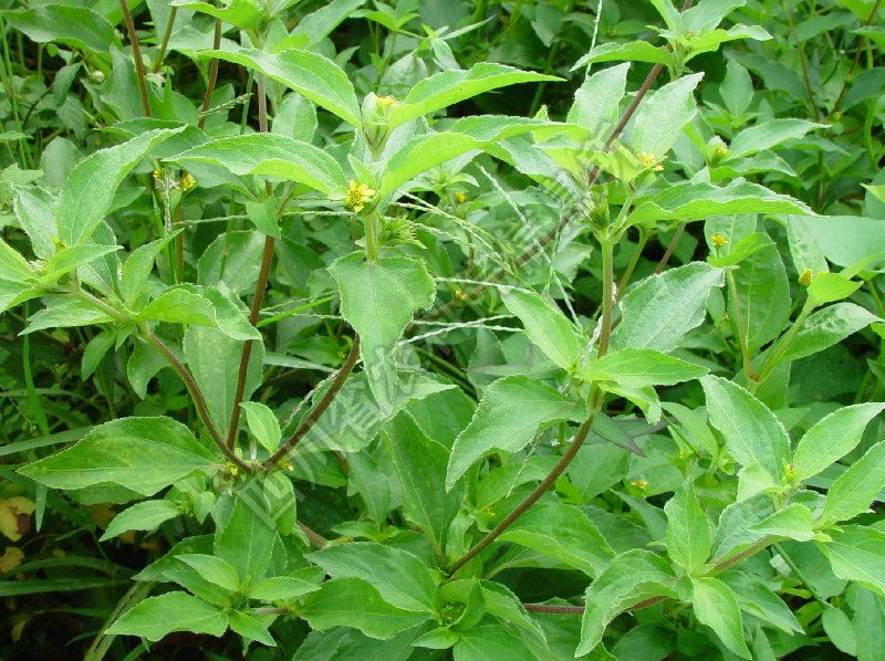 金腰箭病害图片