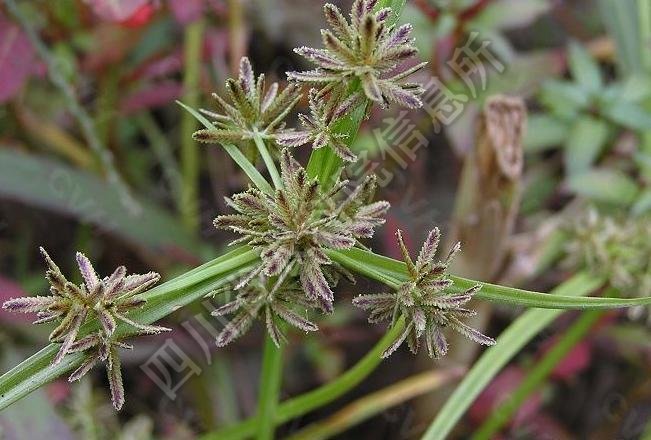 褐穗莎草病害图片
