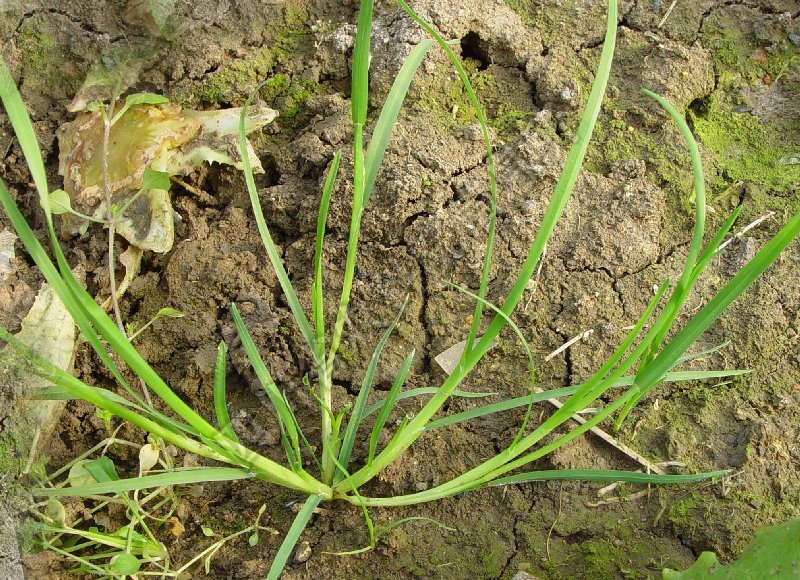 华东早熟禾病害图片