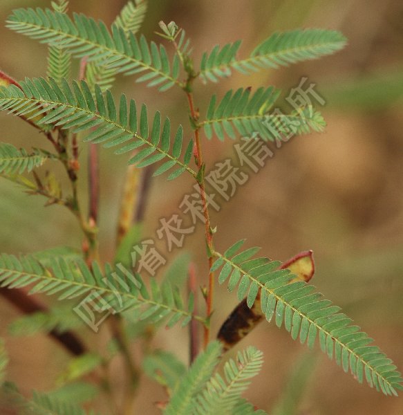 豆茶决明病害图片