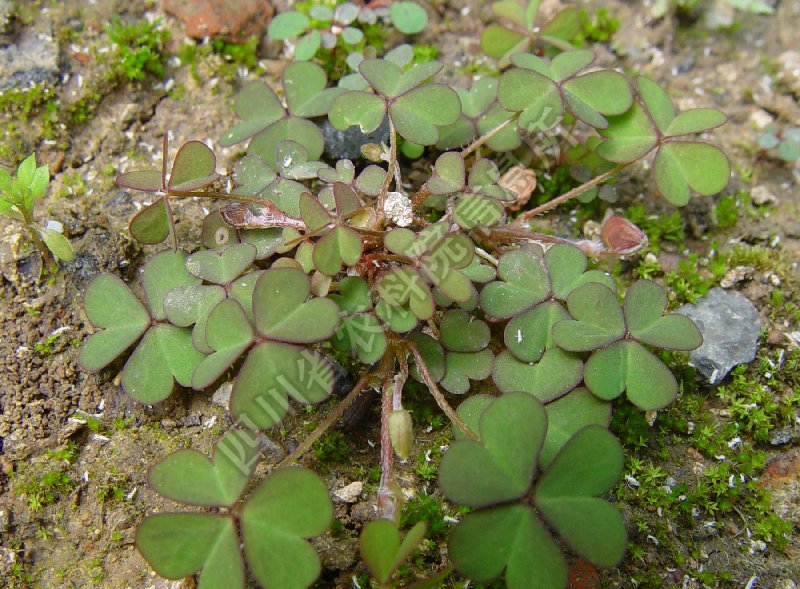 酢浆草病害图片