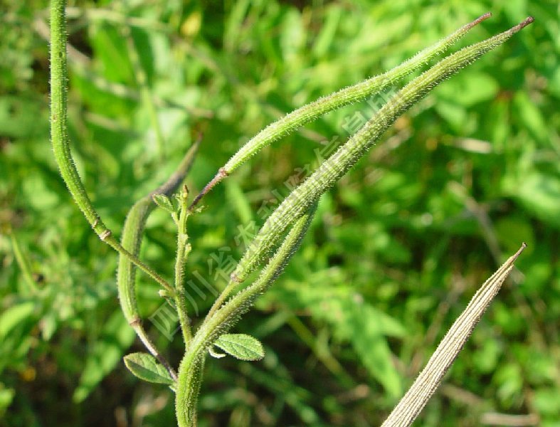 臭矢菜病害图片