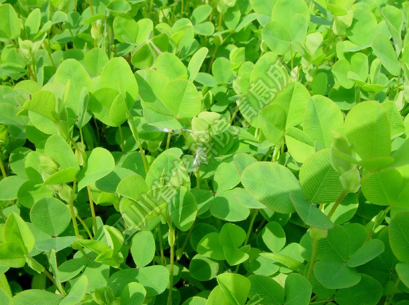 鸡眼草病害图片