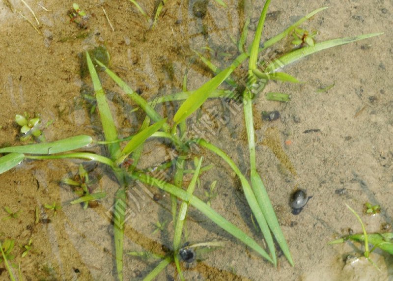 鸭舌草病害图片