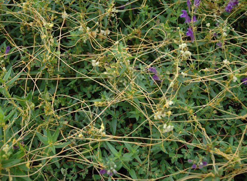 欧洲菟丝子病害图片