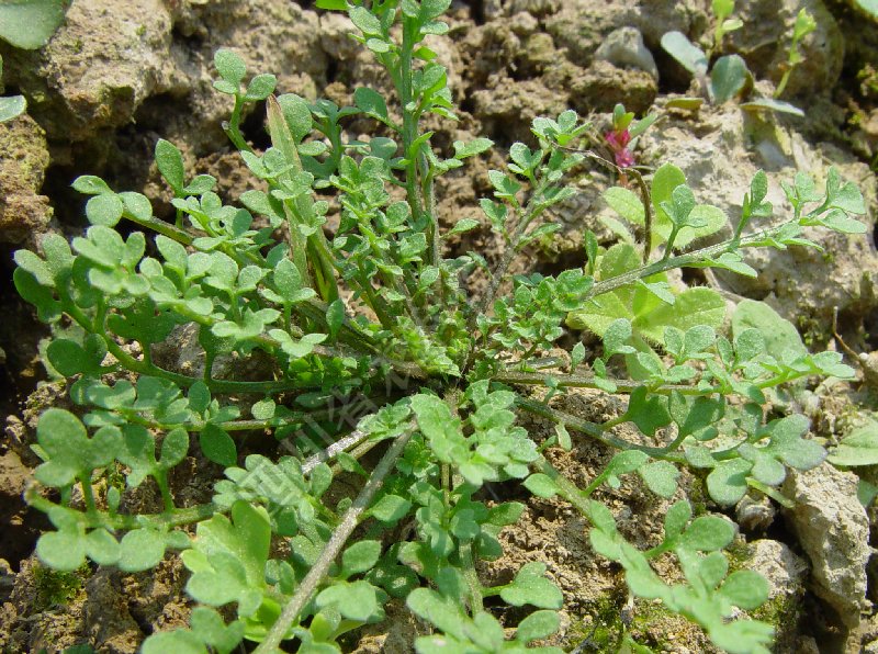 弯曲碎米荠病害图片