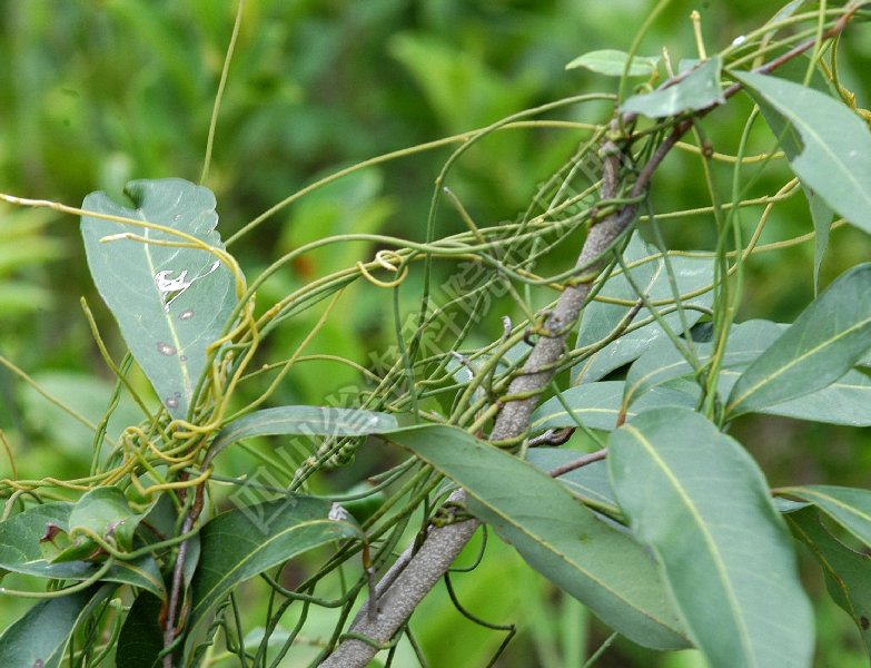 无根藤病害图片