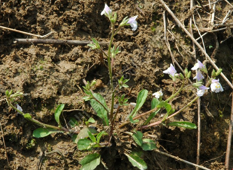 弹刀子菜病害图片