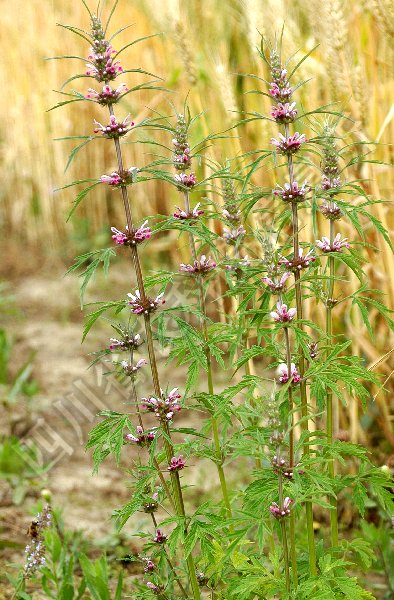 细叶益母草病害图片