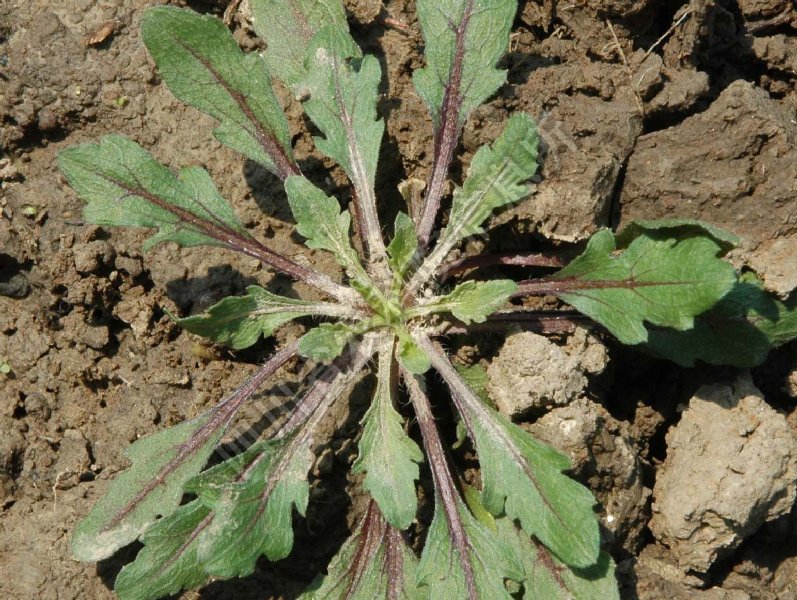 小飞蓬病害图片