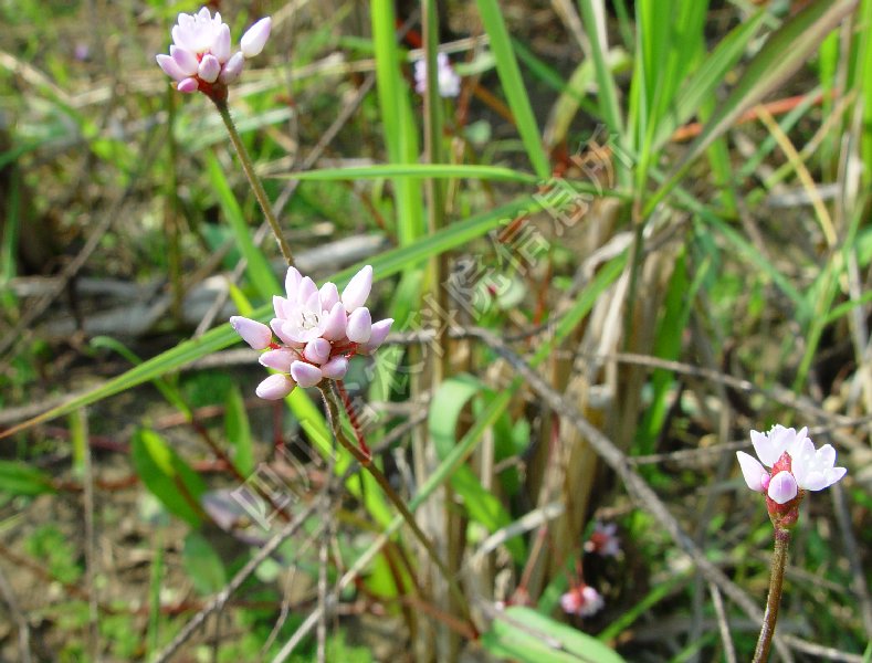 头状蓼病害图片