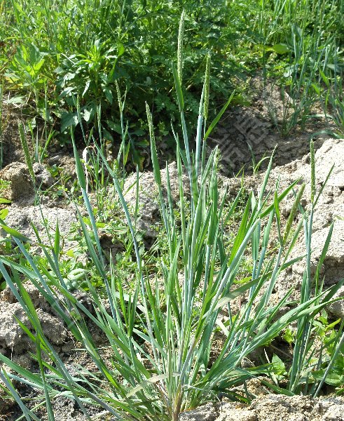 日本看麦娘病害图片