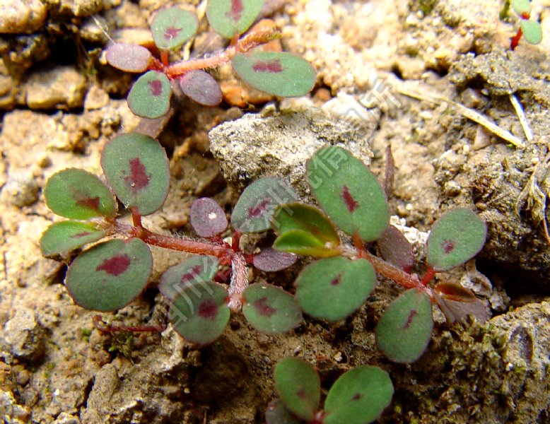 斑地锦病害图片