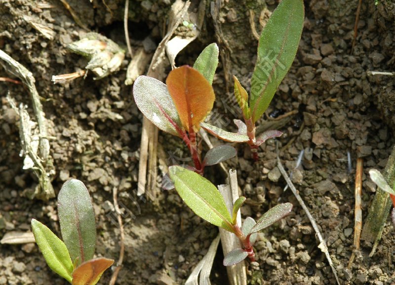 柳叶刺蓼病害图片