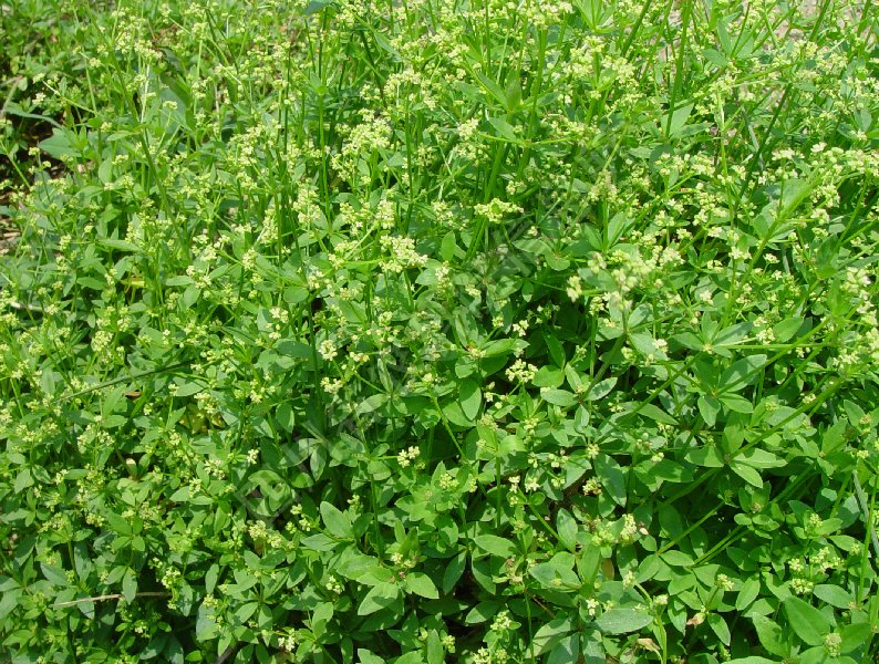 细叶四叶葎病害图片