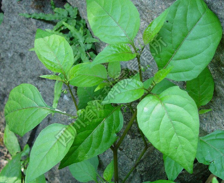 少花龙葵病害图片