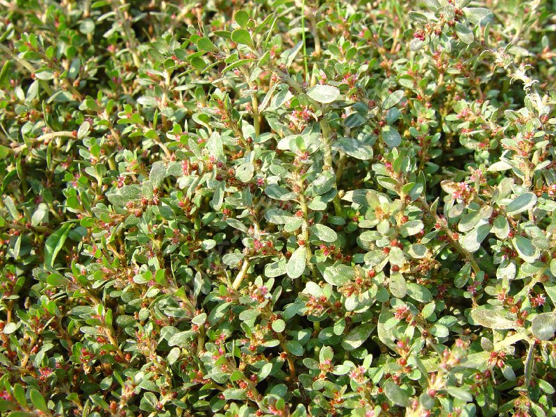 密花节节菜病害图片