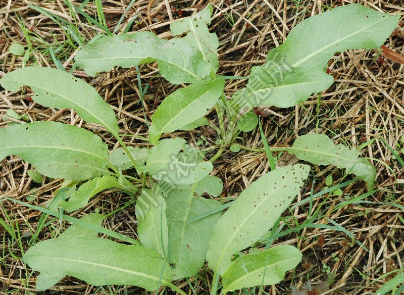 齿果酸模病害图片